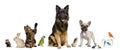 Group of pets together Royalty Free Stock Photo