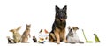 Group of pets together Royalty Free Stock Photo