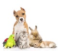 Group of pets together in front. Isolated on white background Royalty Free Stock Photo