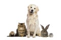 Group of pets Royalty Free Stock Photo