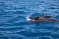 Group pf pilot whales in surface of blue water Atlantic Ocean