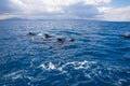 Group pf pilot whales swimming in Atlantic Ocean Royalty Free Stock Photo