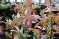 A Group of Phaius Dan Rosenberg Tropical Ice Orchids