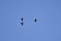 group of (Phalacrocoracidae) in flight Royalty Free Stock Photo