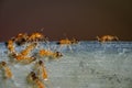 Group of pharaoh ants roaming around for food Royalty Free Stock Photo