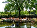 A group of pink flamingos at Shanghai wild animal park Royalty Free Stock Photo