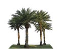 Group of Phoenix Dates Palm trees on green grass lawn, isolated on white background, pinnate silver leaf of palmae plant die cut Royalty Free Stock Photo