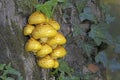 Group of Pholiota adiposa is a slimy, scaly, yellow-brown mushroom