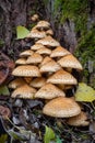 Group of Pholiota squarrosa mushroom commonly known as shaggy scalycap on old tree stem - detail of autumn landscape. Czech