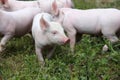 Herd of piglets on animal farm summetime Royalty Free Stock Photo