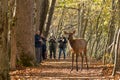 Group of Photographers Look On As Elk Cross Trail