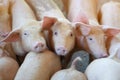 Group of pig that looks healthy in local ASEAN pig farm at livestock. The concept of standardized and clean farming without local Royalty Free Stock Photo