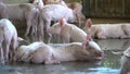 Group of pig that looks healthy in local ASEAN pig farm at livestock. The concept of standardized and clean farming without local