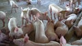 Group of pig that looks healthy in local ASEAN pig farm at livestock. The concept of standardised and clean farming without local