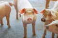 Group of pig that looks healthy in local ASEAN pig farm at livestock. The concept of standardized and clean farming without local