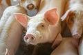 Group of pig that looks healthy in local ASEAN pig farm at livestock. The concept of standardized and clean farming without local