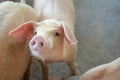 Group of pig that looks healthy in local ASEAN pig farm at livestock. The concept of standardized and clean farming without local