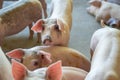 Group of pig that looks healthy in local ASEAN swine farm at livestock. The concept of standardized and clean farming without loca