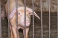 Group of pig that looks healthy in local ASEAN swine farm at livestock. The concept of standardized and clean farming without loca