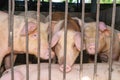 Group of pig that looks healthy in local ASEAN swine farm at livestock. The concept of standardized and clean farming without loca