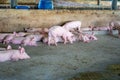 Group of pig that looks healthy in local ASEAN swine farm at livestock. The concept of standardized and clean farming without loca