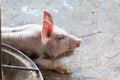 Group of pig sleeping eating in the farm.