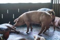 Group of pig sleeping eating in the farm.