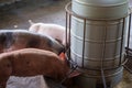 Group of pig sleeping eating in the farm.