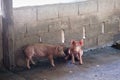 Group of pig sleeping eating in the farm.