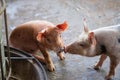 Group of pig sleeping eating in the farm.