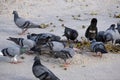 group of pigeon bird feeding food on sand beach. avian animals wing motley color disease cryptococcus dneumonia Royalty Free Stock Photo