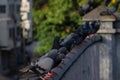 Group of pigeon Birds sitting on the wall Royalty Free Stock Photo