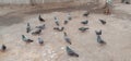 A Group of pigeon eating grains serve by morning walkers in sarat sadan park at Howrah maidan India