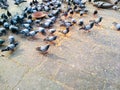 Pigeons