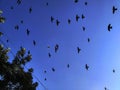 Group of pigeon flying in open sky in rewalsar, himachal pradesh, India