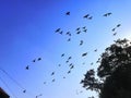 Group of pigeon flying in open sky in rewalsar, himachal pradesh, India