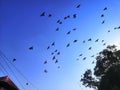 Group of pigeon flying in open sky in rewalsar, himachal pradesh, India