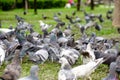 Group pigeon