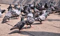 Group of Pigeon waiting for food near Temple