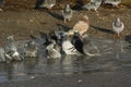 Group of pigeons bathing in a puddle of water . Royalty Free Stock Photo