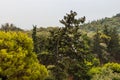 Group of pigeons on big green pine tree branches Royalty Free Stock Photo