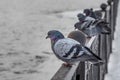 Group of pigeons birds with rainbow necks sits on a metal fence in winter on a gray background Royalty Free Stock Photo