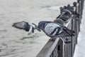 Group of pigeons birds with rainbow necks sits on a metal fence in winter on a gray background Royalty Free Stock Photo