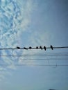 Group of pigeons on cable of electric