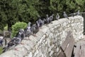 Group of pigeons in Cimiez district, Nice, Cote d& x27;Azur, France