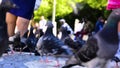 Group of Pigeons on Cobblestone Ground Birds Sanitation Crowded Inside