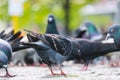 Group of rock pigeons foraging on the pavement in the sunlight in front of a blurry urban scene in berlin