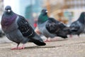 Group of rock pigeons sitting on the cobblestone pavement in front of blurry buildings in berlin