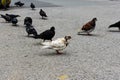 Crowd of pigeon on the walking street.Pigeons on the street.