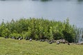 Group Pigeons, dove or Columba livia with variegated feathers fly from meadow over the lake, district Drujba